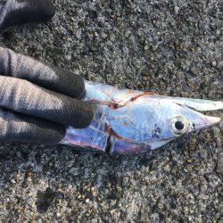 明るくなってもタチウオ